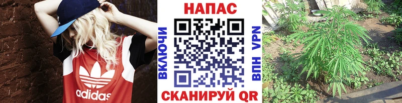 Конопля Bruce Banner  Отрадное 